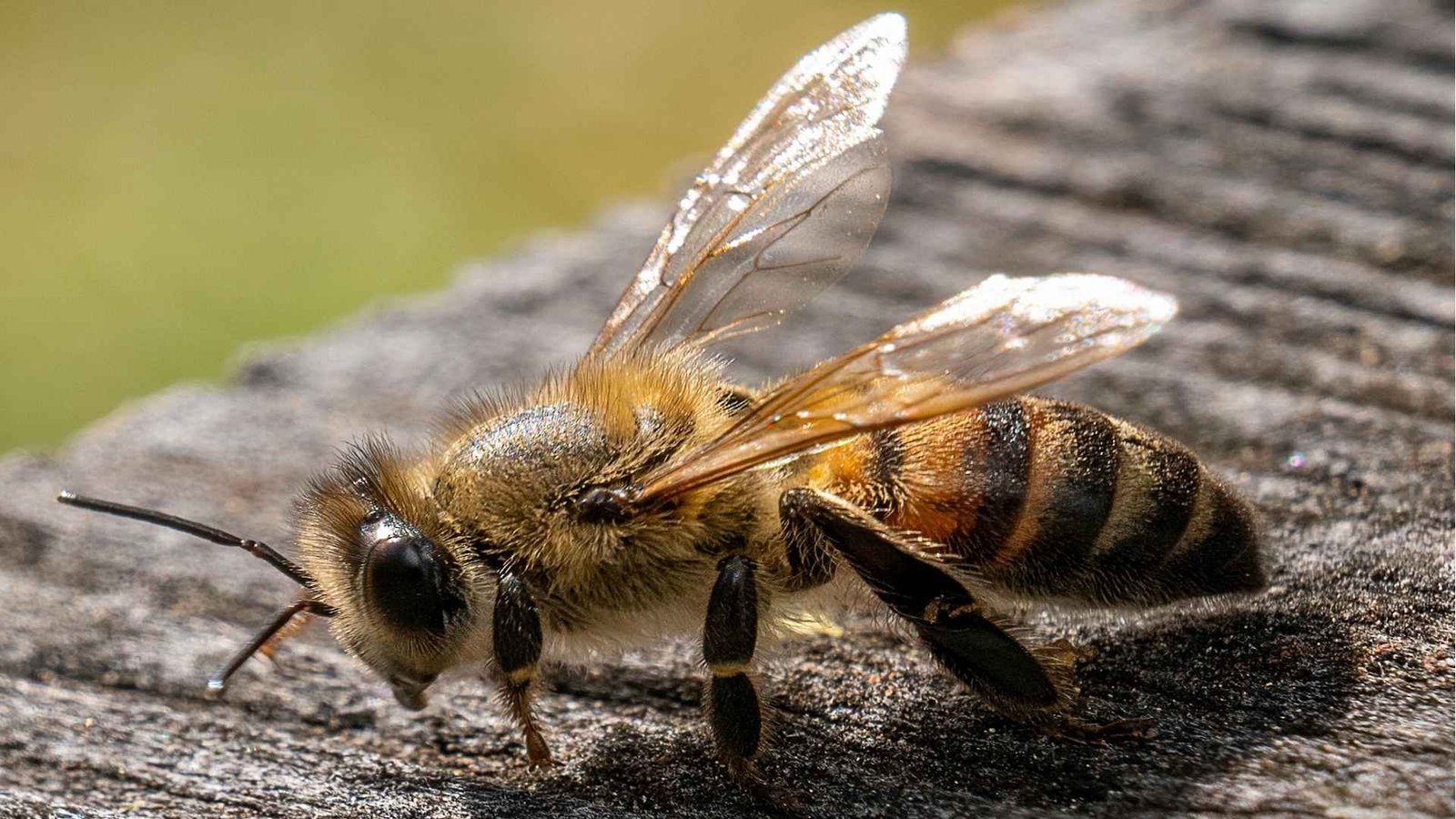 Api Queen: Vrhunske selektivno uzgojene matice