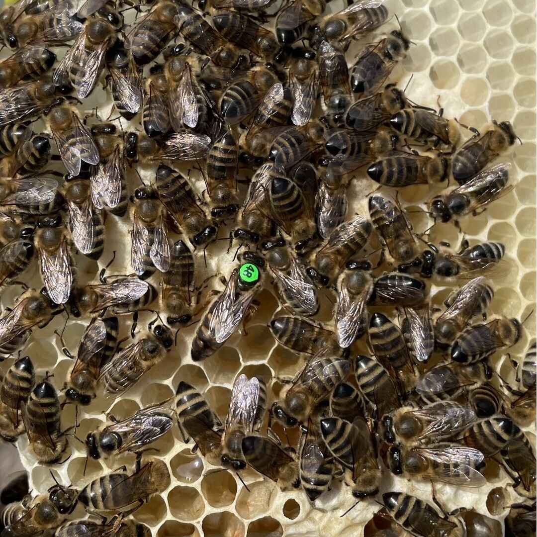 Api-queen.com-Apis mellifera carnica-selekcionirane-matice-pcela