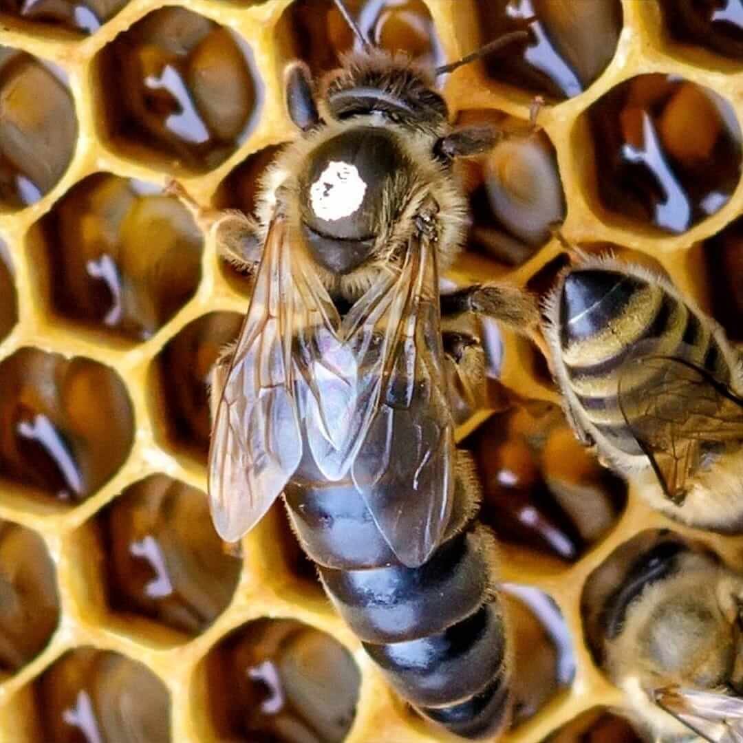 Api-queen.com-Apis mellifera carnica-selekcionirane-matice-pcela