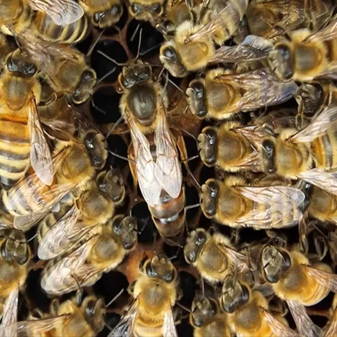 Api-queen.com-Apis mellifera carnica-selekcionirane-matice-pcela